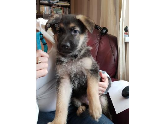 Boy German Shepards Έτοιμο